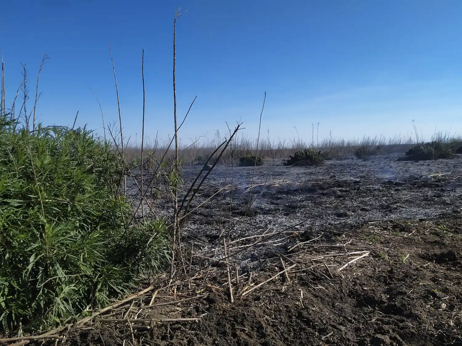 Tres apicultores a juicio por incendio en el delta
