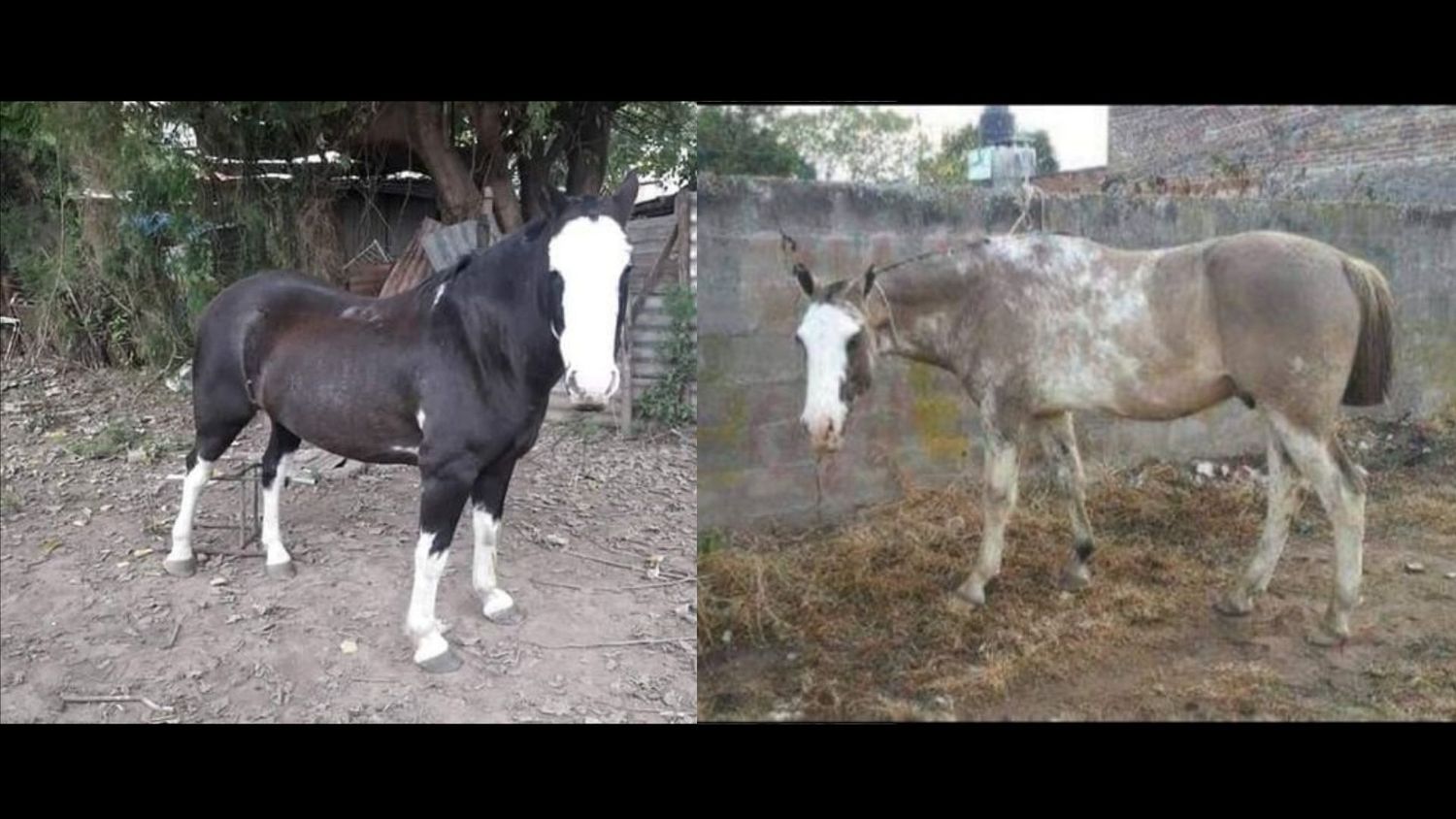 Caballos perdidos
