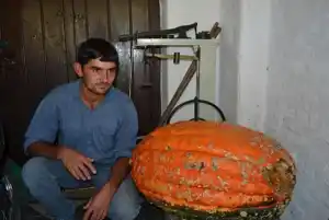 En Rocamora cosecharon un zapallo de más de 60 kilos