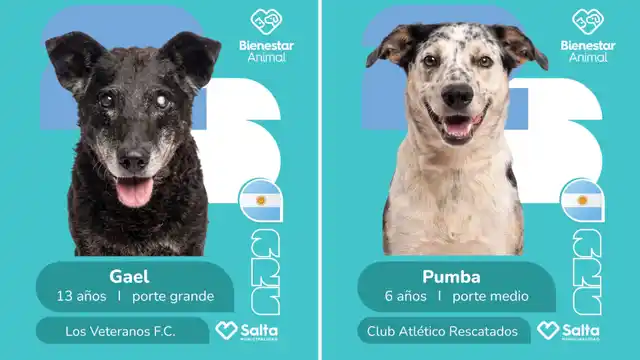 campaña mundialista de adopción - 3