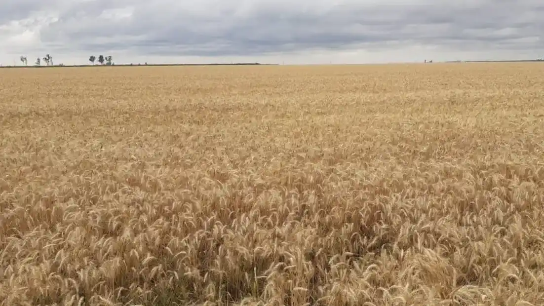 Brasil apuesta por el etanol de arroz y trigo para potenciar su sector energético