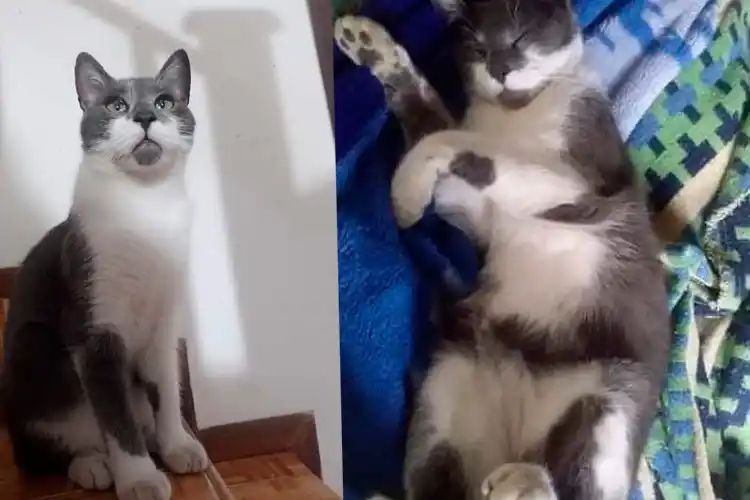 Buscan gatito perdido en La Providencia