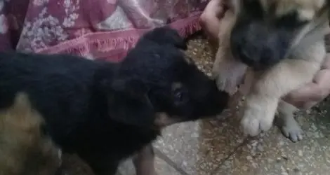 Perros abandonados