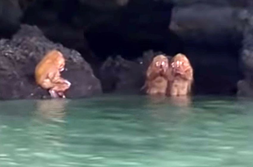 La verdad detrás del hallazgo de unas criaturas «ewoks» en una tenebrosa cueva