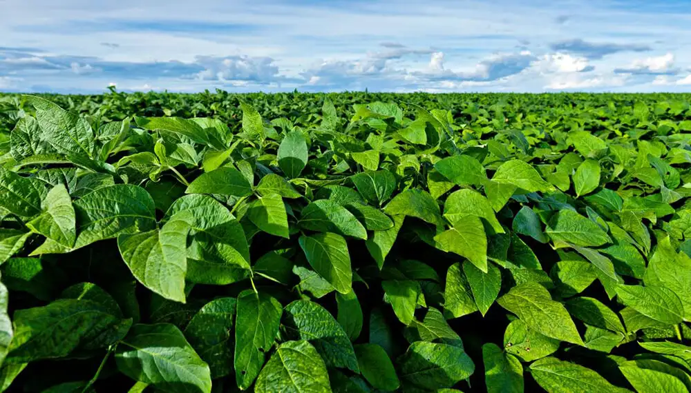 Soja: las lluvias evitaron el desastre productivo