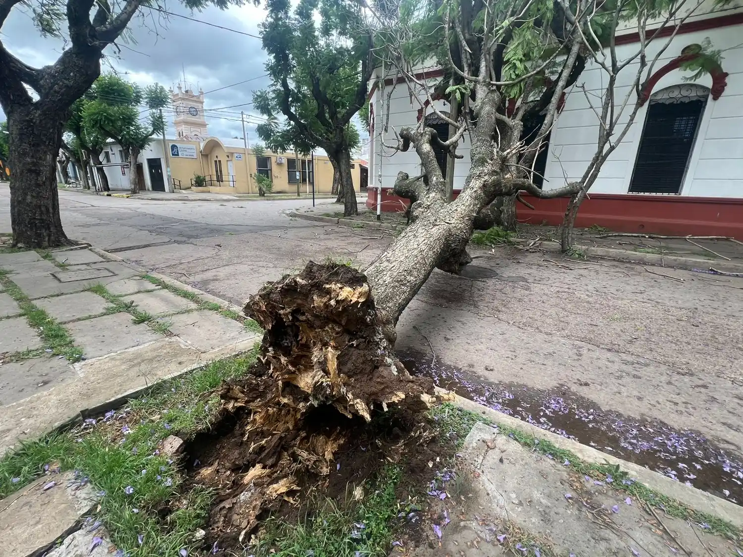 arbol caido en calle 9 de julio