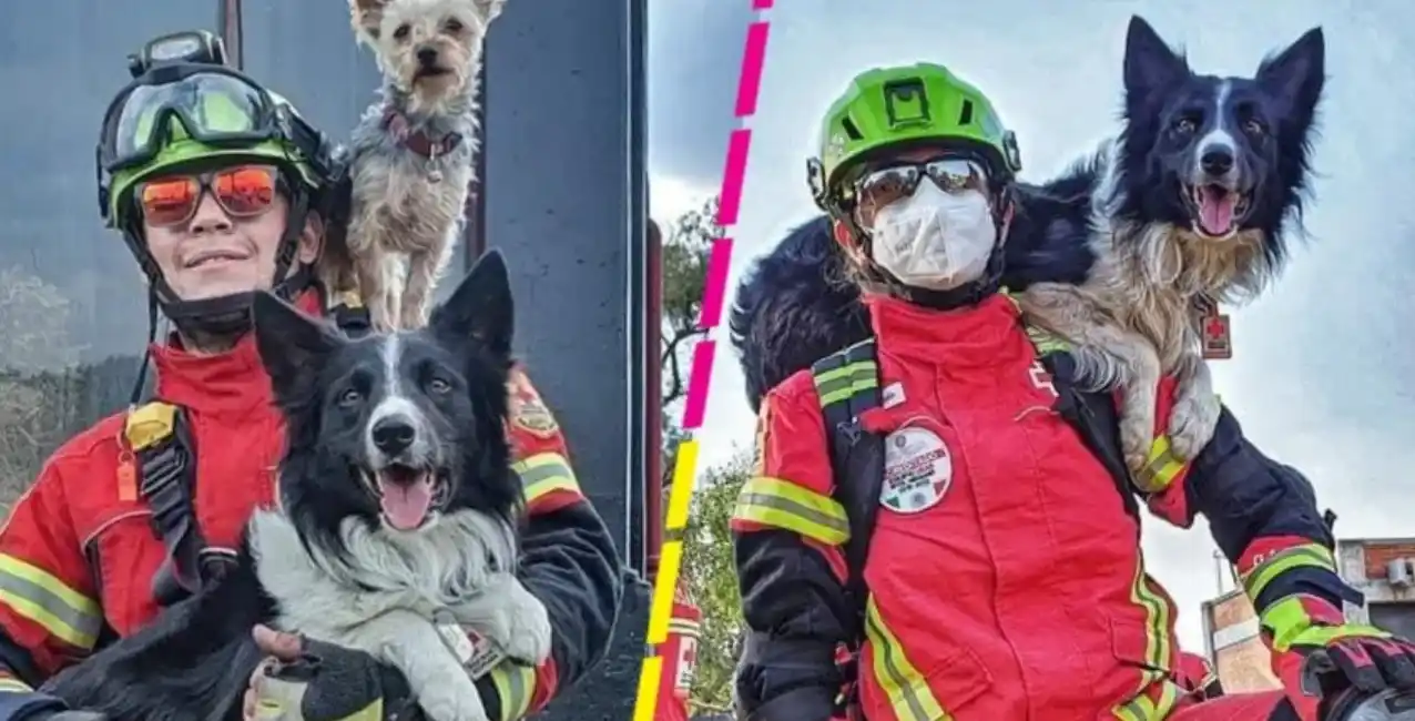Arrestaron a un hombre por envenenar a dos perros rescatistas