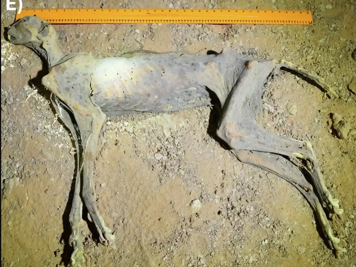 Hallan guepardos momificados en Arabia Saudí con más de 1.800 años de antigüedad