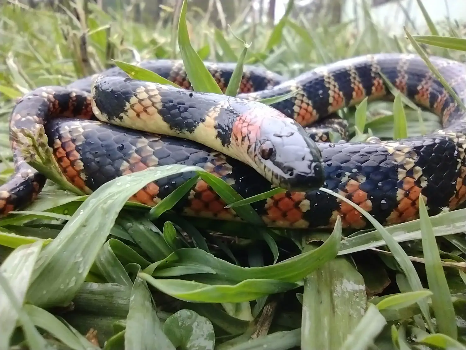 serpientes -FALSA CORAL