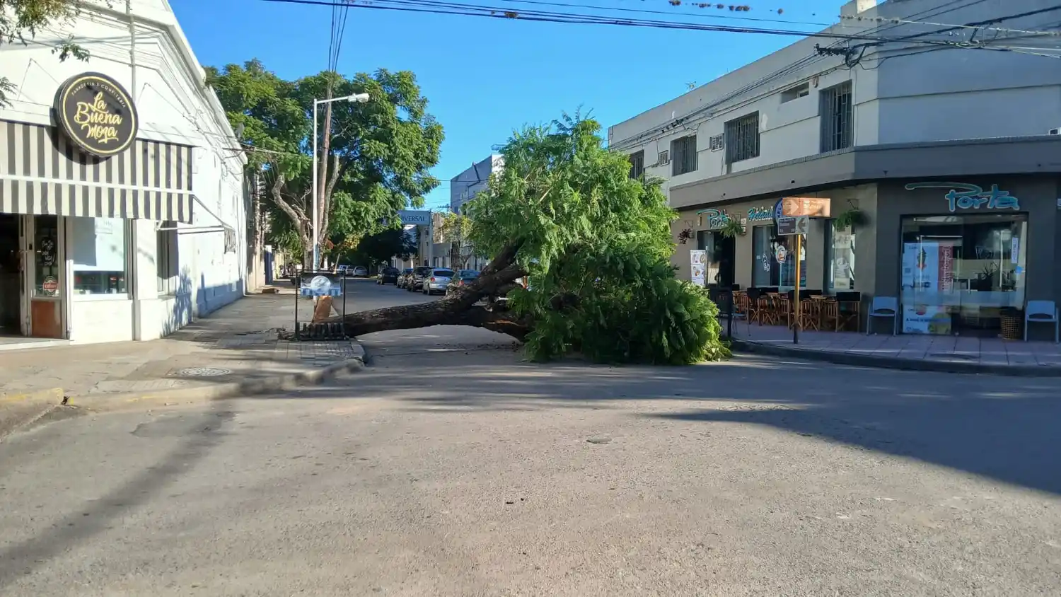 El árbol cortó completamente el tránsito de calle Güemes. Foto: La Opinión.