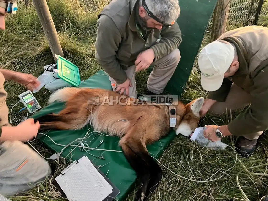 chamarrita aguará guazú