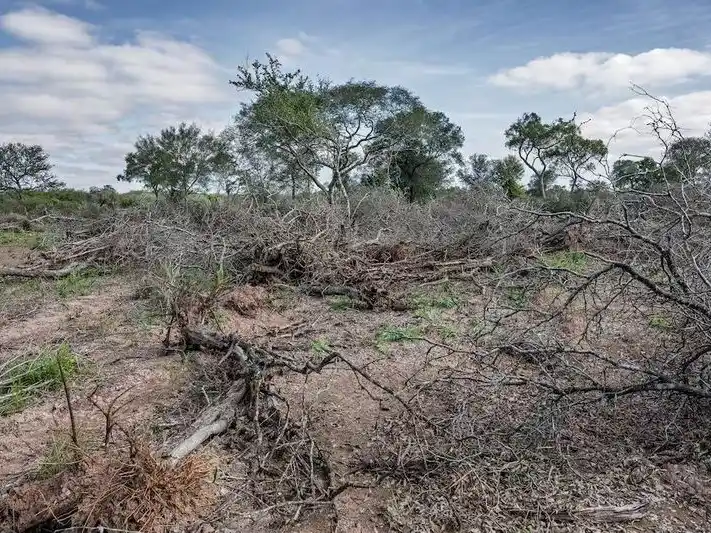 Aseguran que Formosa conservó el 78% de sus bosques