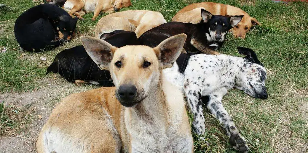 En el Día del Animal, insisten con la tenencia responsable de mascotas