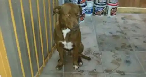 Perro encontrado
