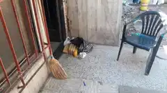 Fue al patio a buscar paltas y encontró nueve panes de marihuana