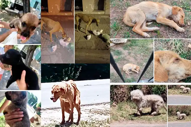 El desesperado pedido de proteccionistas al Gobierno