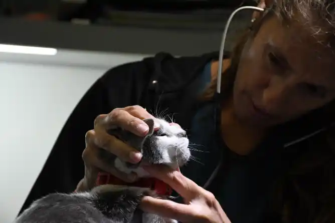 Castraciones gratuitas: Se otorgaron más de 50 turnos para el quirófano móvil