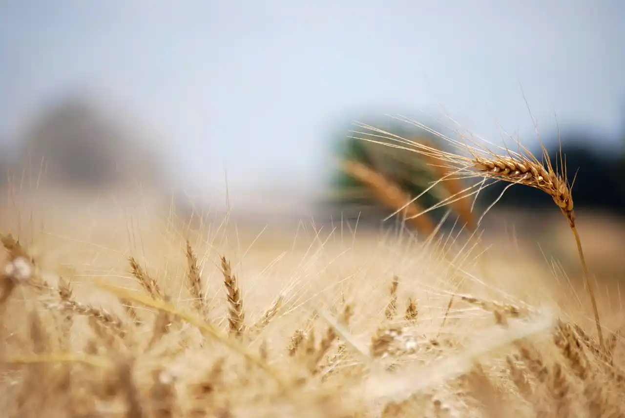 Trigo: un cálculo que ayuda a ajustar la fertilización