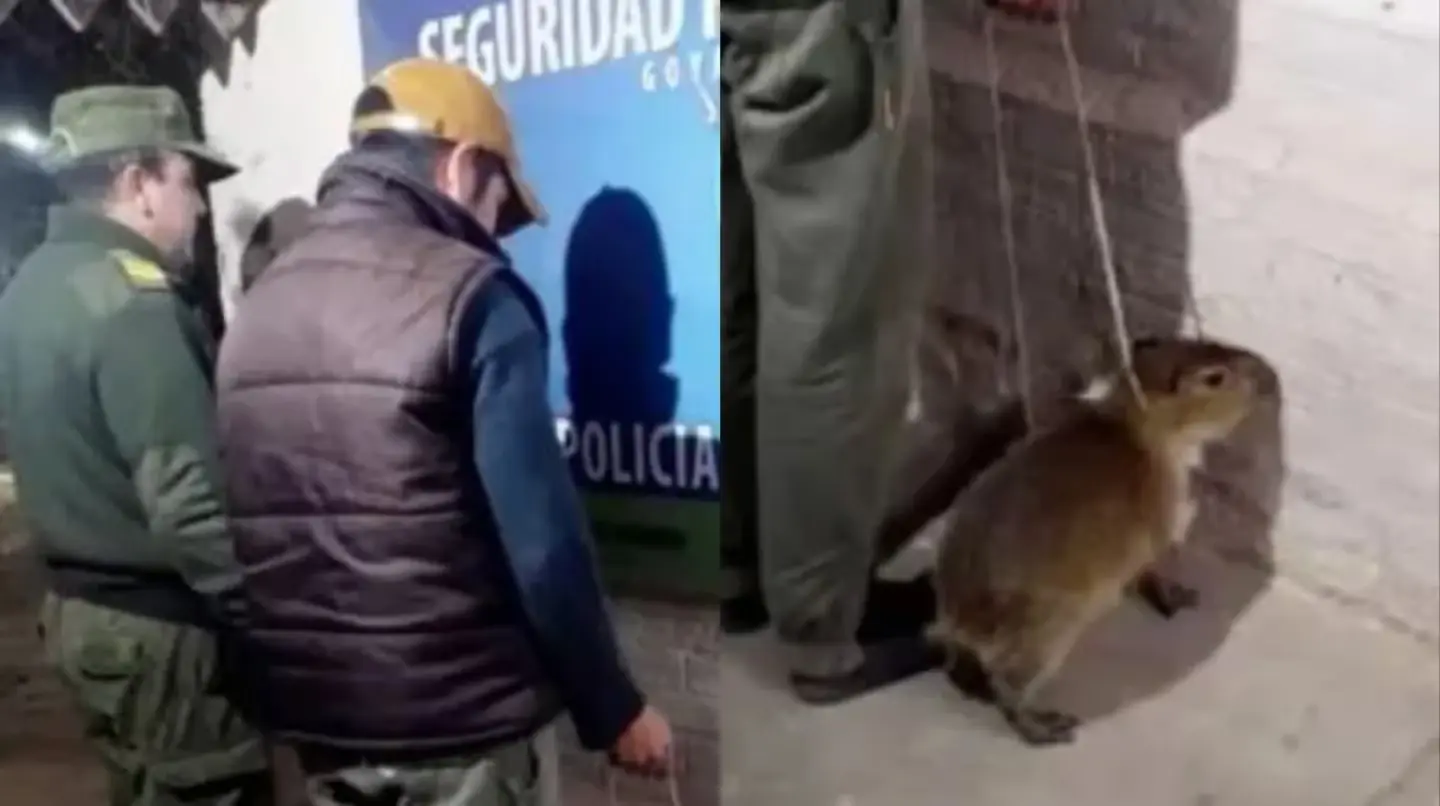 Una denuncia anónima alertó en la noche del jueves a la policía de que el sospechoso intentaba hacer negocios con un animal silvestre. (Foto: gentileza El Libertador).