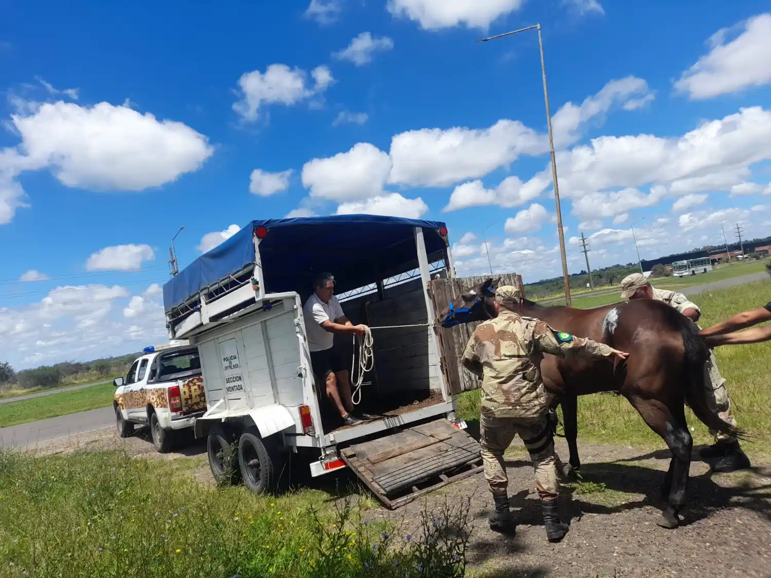 Con colaboración de la Brigada de Delitos Rurales, Veterinaria Municipal secuestró dos equinos