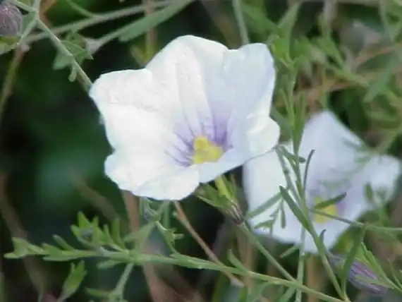 Plantas que crecen en Tandil y Sierra de la Ventana y en ninguna otra parte del mundo