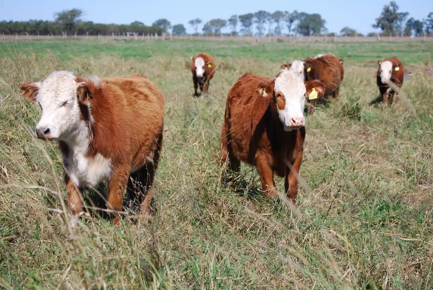 ¿Cómo evitar el estrés por calor en los bovinos de carnes?