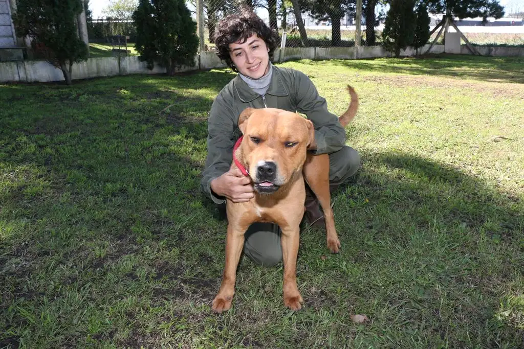 Voluntarios resocializan a los perros que viven en Bromatología