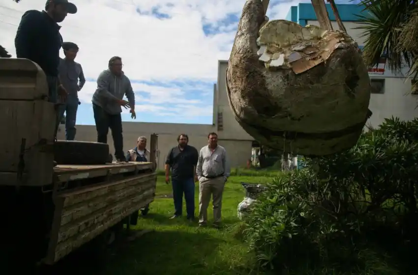 Trasladaron restos del gliptodonte hallado en Sierra de los Padres
