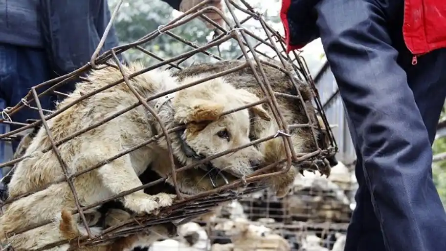 Polémica por el festival chino donde comen 10 mil perros