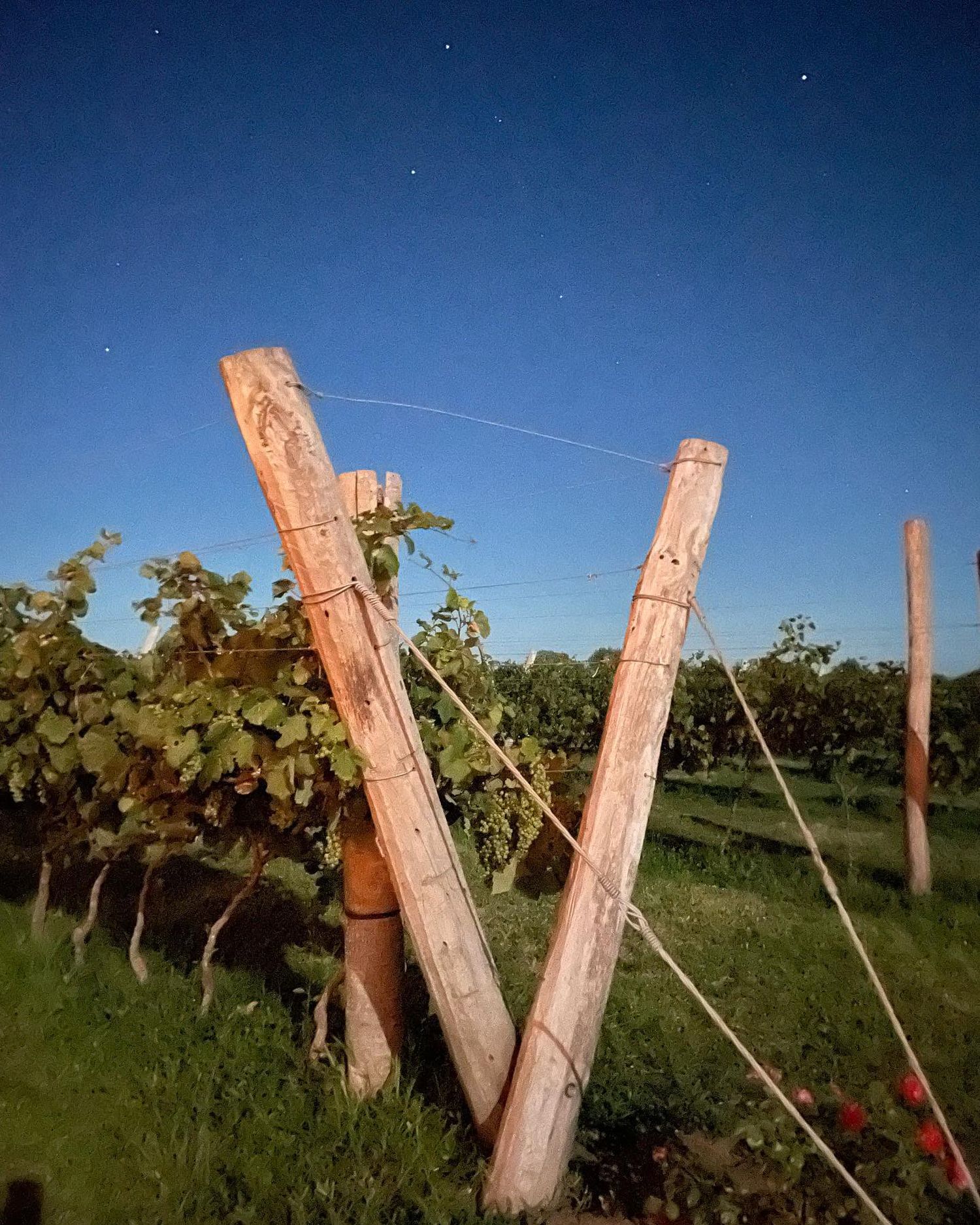 Hernández en busca de ser cuenca vitivinícola
