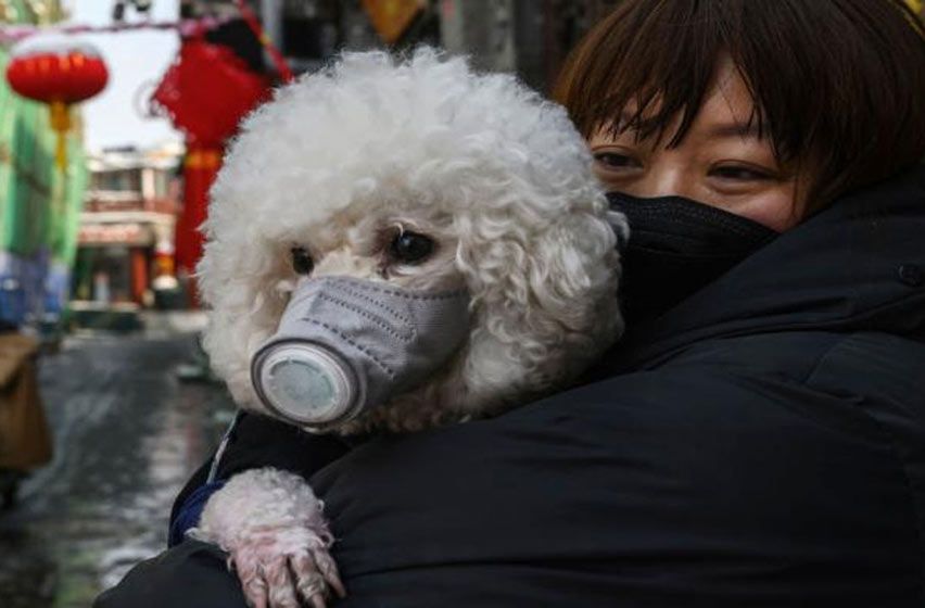 Advierten cuadros graves en perros y gatos por la variante británica