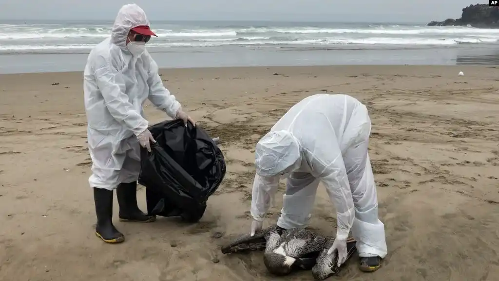 Declaran emergencia sanitaria en Perú por influenza aviar