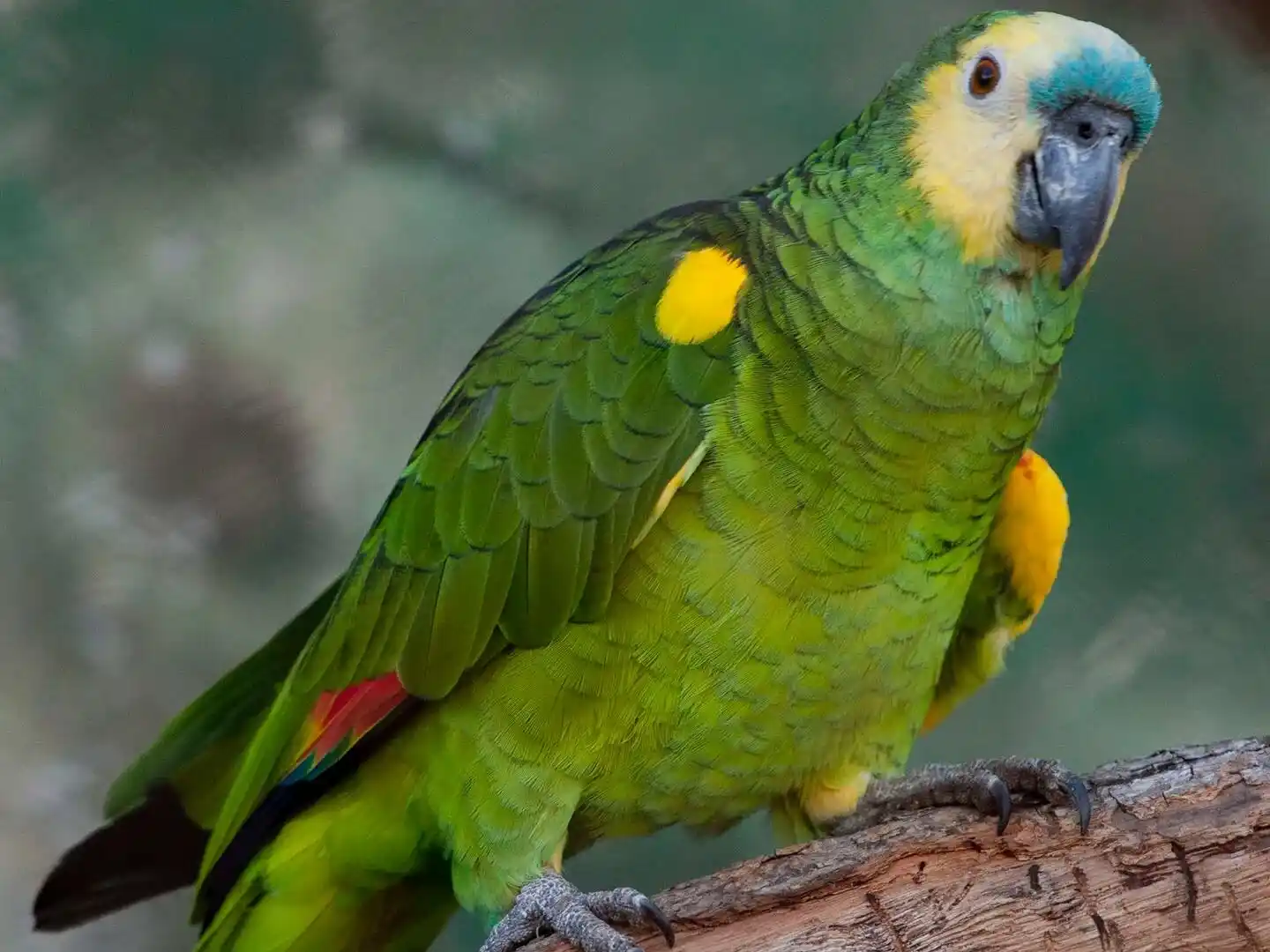 Equipos de salud se capacitaron sobre psitacosis