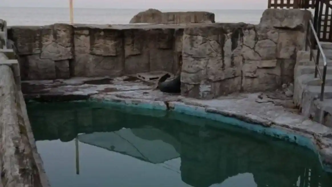 Los animales permanecen en estanques abandonados del predio