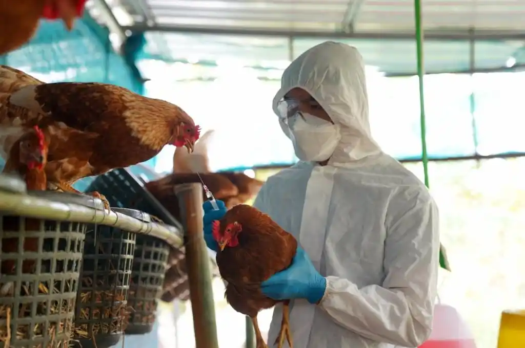 La OMS advierte que la gripe aviar podría causar una nueva pandemia