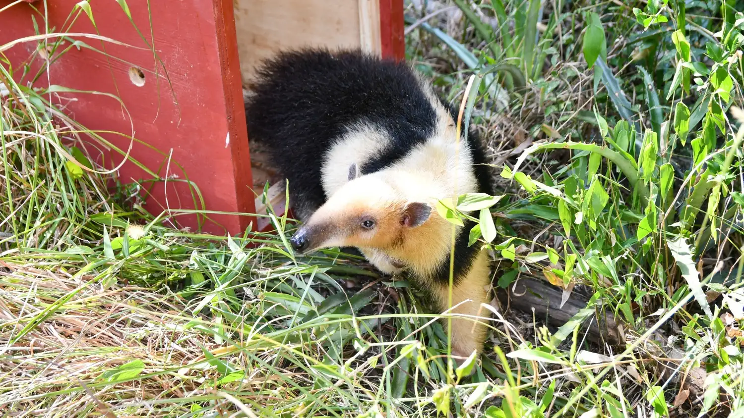 Fauna