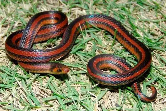 Serpiente única en el mundo fue hallada en Santander