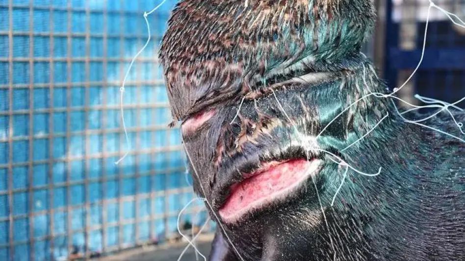 Fundación Fauna Argentina: "Luego de la pandemia los lobos marinos ocuparon otros lugares más cerca de la gente"