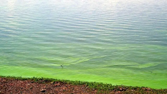 Elevan niveles de alerta por cianobacterias en lagunas bonaerenses. Hay advertencias en Lobos, Pehuajó, Trenque Lauquen, Chacabuco y Alberti, entre otras.