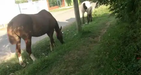 Caballos sueltos en Saavedra al 1300