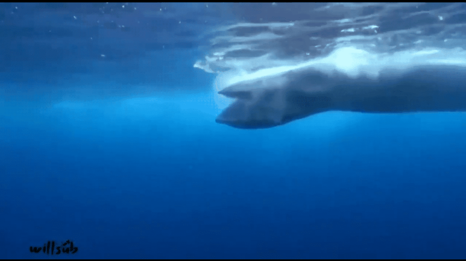 ¡IMPRESIONANTE! Submarinista logra imágenes de una ballena alimentándose en Chichiriviche de la Costa (+ Video)