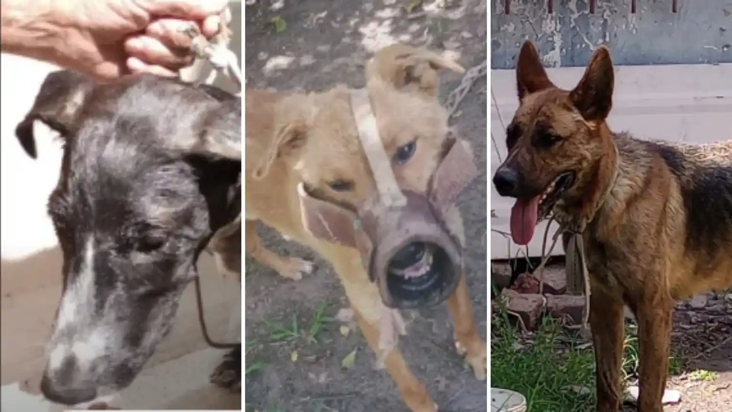 Tras una denuncia y un video viral, la Justicia retiró tres perros de un domicilio donde habrían sido maltratados