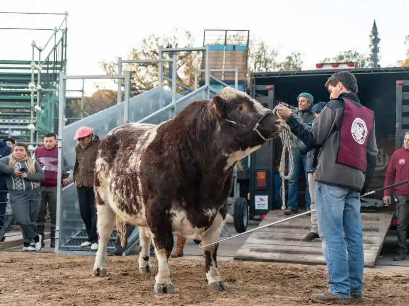 "Mercosur", el toro Shorton perteneciente a la cabaña Santa Cecilia (Trenque Lauquen)