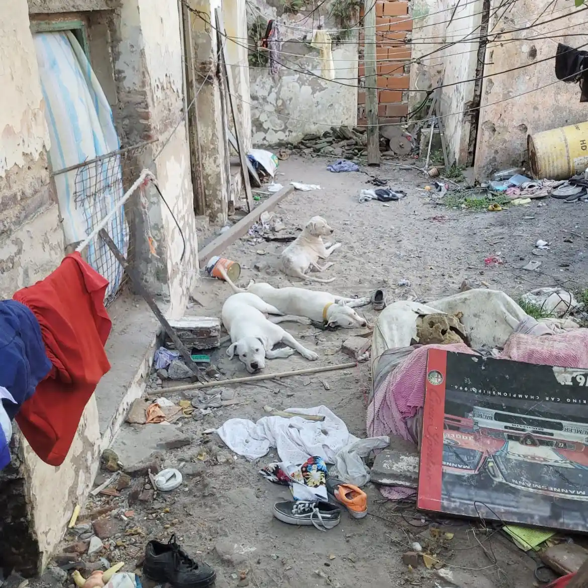 Rescataron 11 perros y un conejo en un allanamiento por presunto maltrato animal