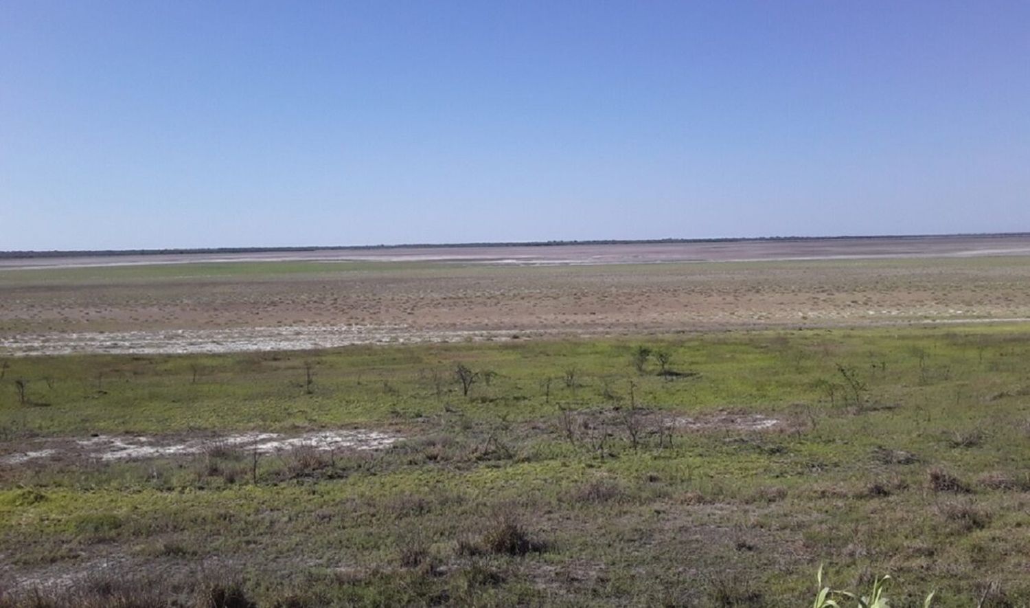 El INTA recomendó cuidar “agua y pasto” y “eliminar” animales improductivos para evitar una catástrofe ganadera