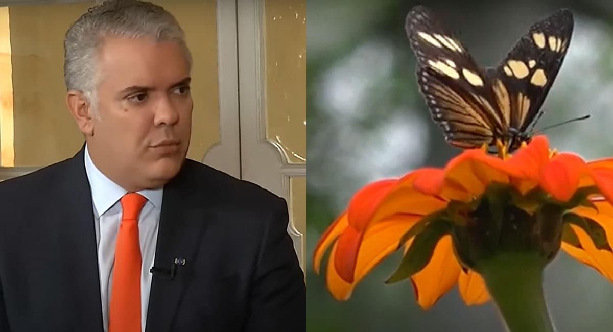 Mariposa descubierta en Colombia es bautizada con el apellido de Iván Duque