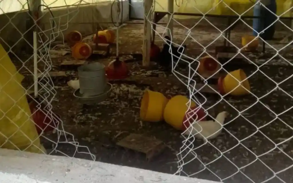 El ladrón ingresó al gallinero luego de forzar la tela metálica que tenía como protección.