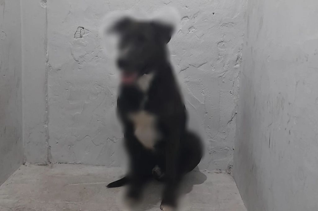 El animal abusado.