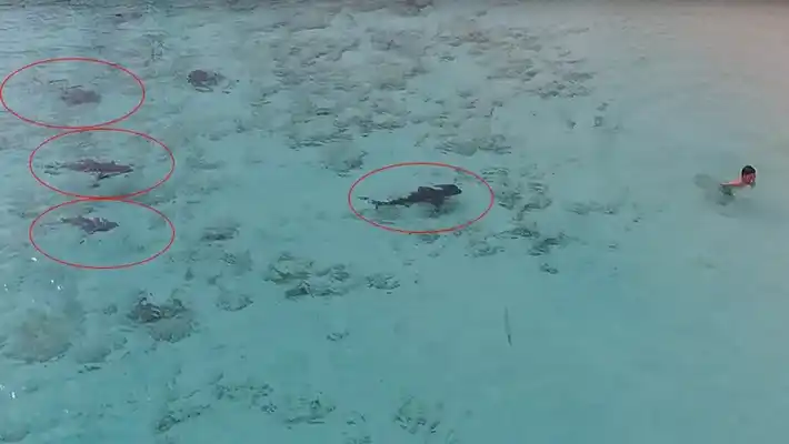 Video escalofriante: el nene que estuvo a pocos metros de 4 tiburones