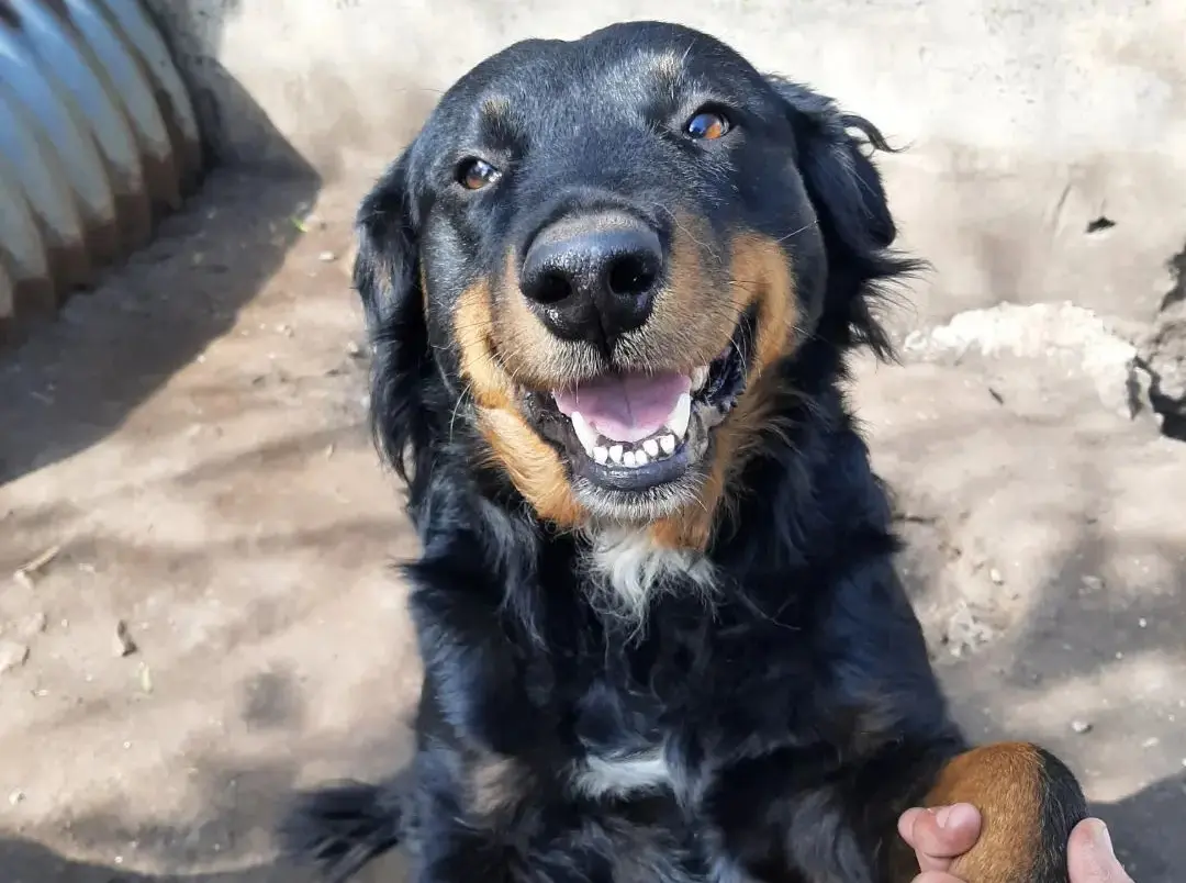 Día del Perro: En Necochea hay más de 200 que esperan una familia